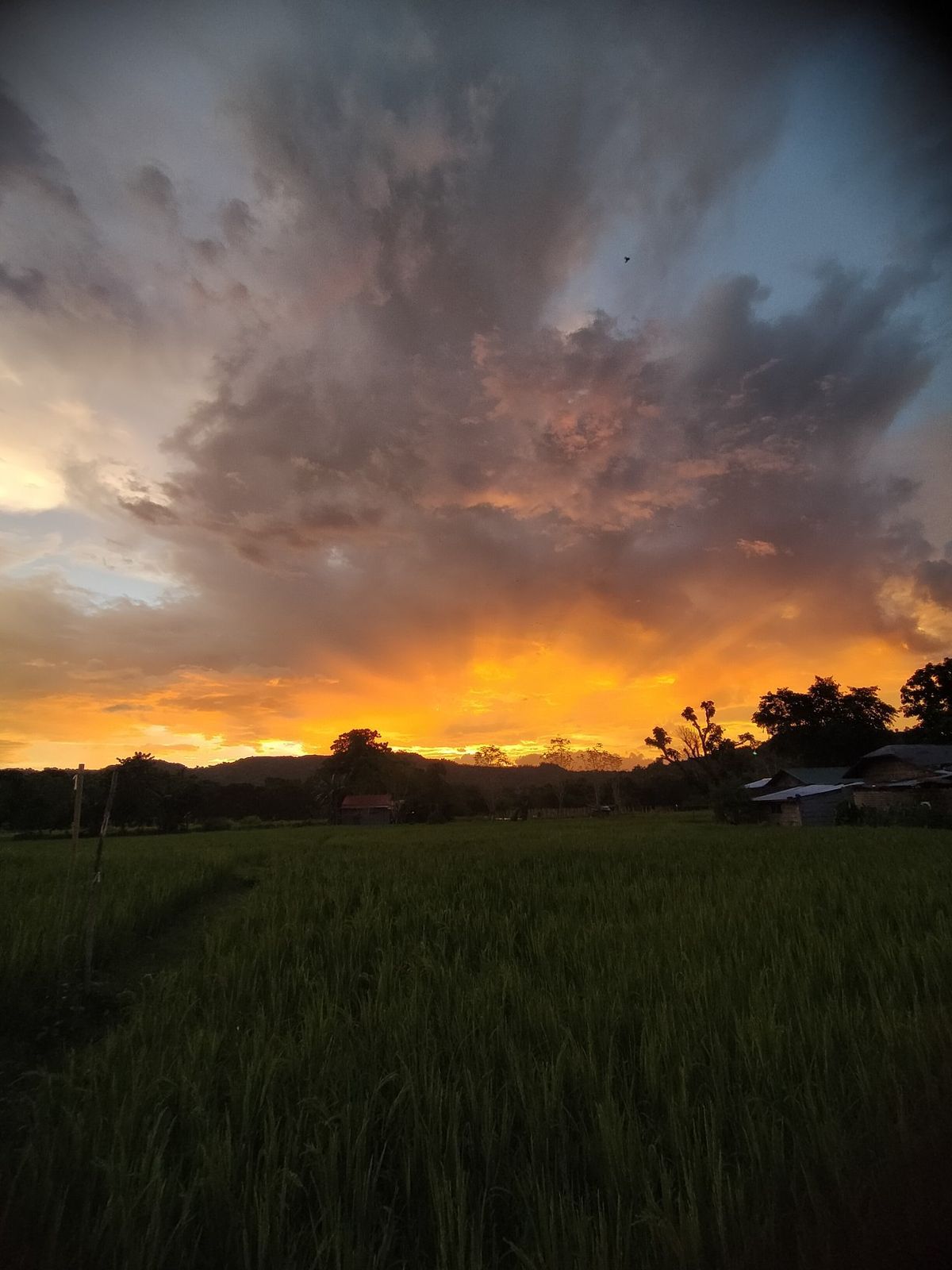 Agricultural Process